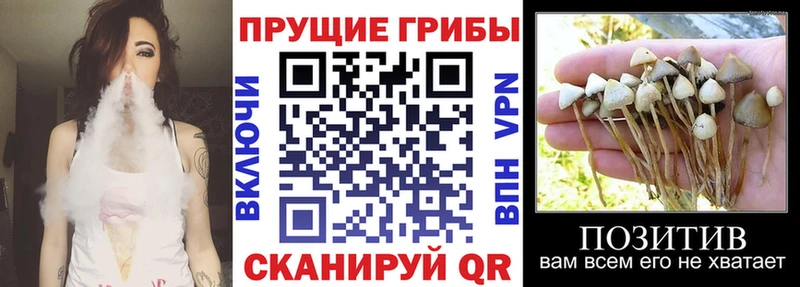 Галлюциногенные грибы MAGIC MUSHROOMS  Купить закладки  Венёв 